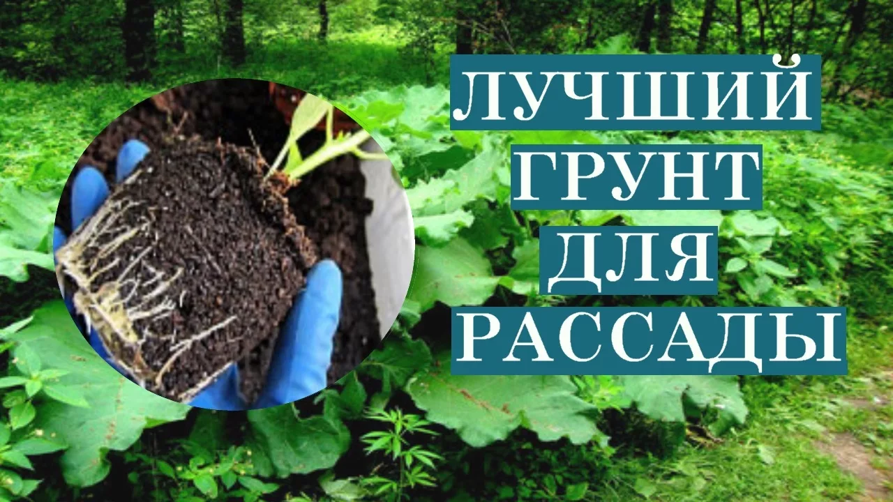 Доставка грунта для выращивания рассады из Китая в Россию