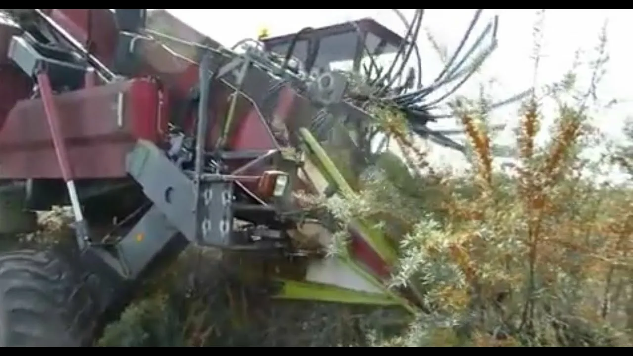 Комбайн для сбора облепихи из Китая поставка с ПЭК Гуанчжоу в Россию