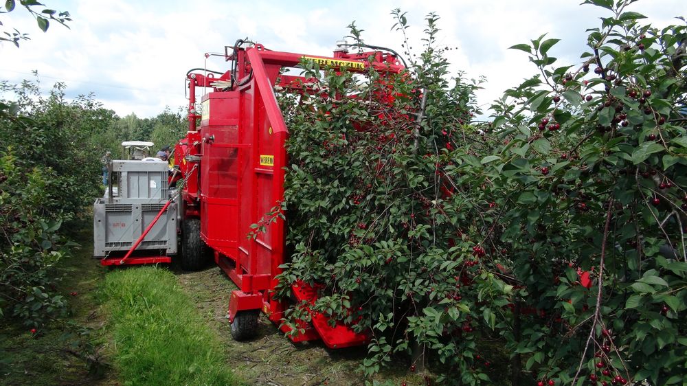 Комбайн для сбора вишни доставка с ПЭК Гуанчжоу из Китая.