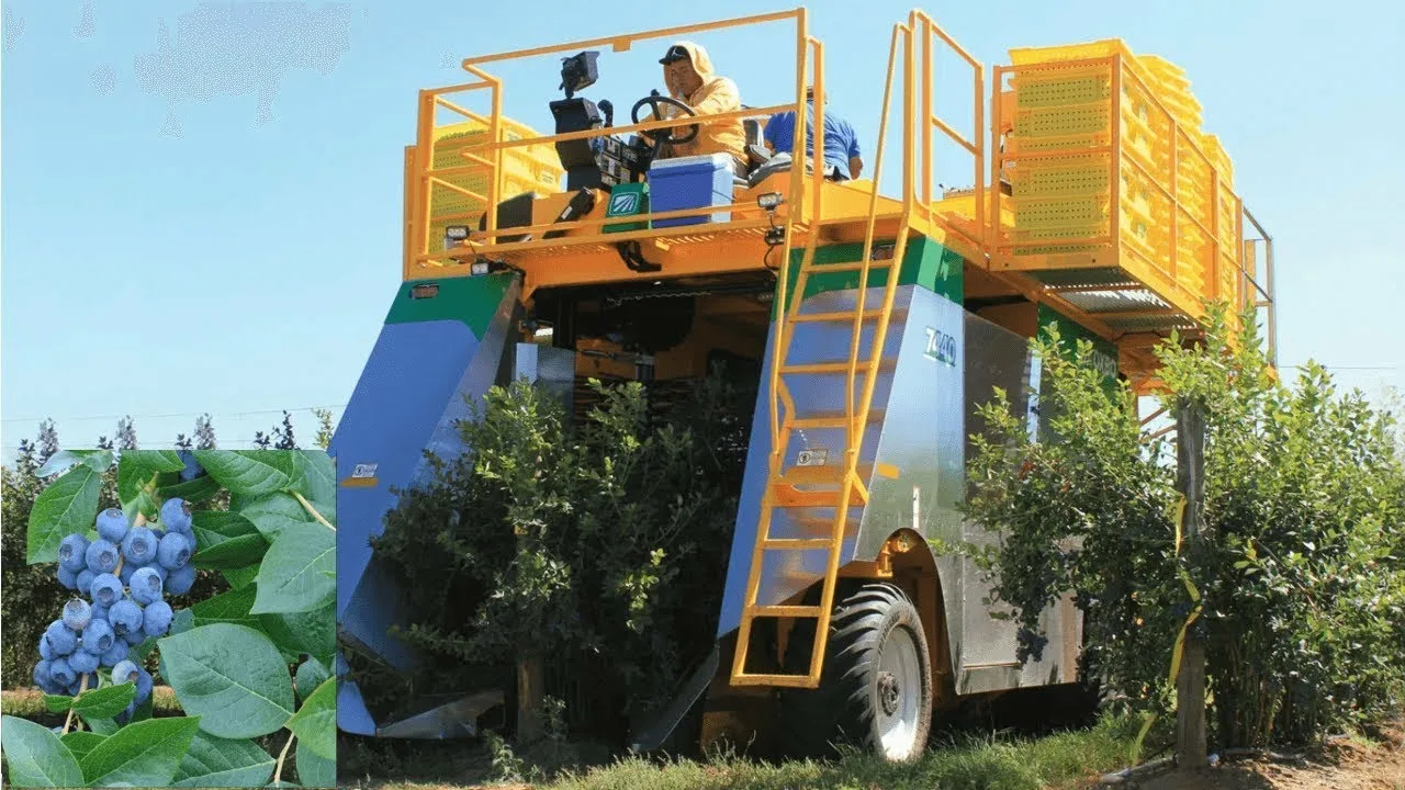 Комбайн для сбора голубики садовой.