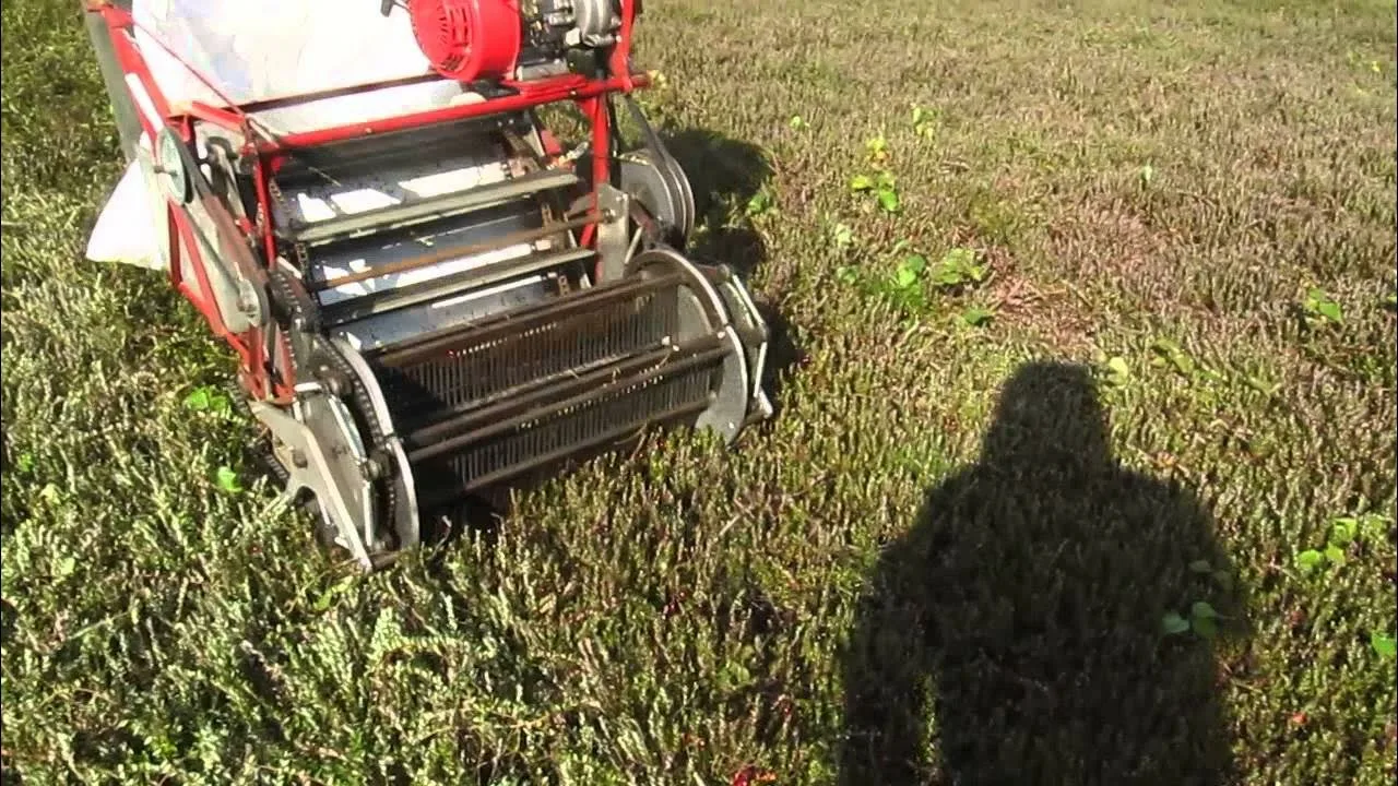 Комбайн самоходный для уборки клюквы из Китая поставка с ПЭК Гуанчжоу в Россию