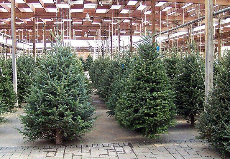 Закупка елей по выгодным ценам в Китае как бизнес. 