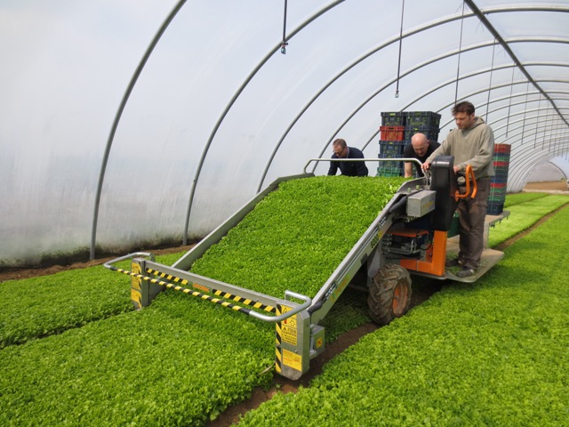 Машина для уборки зелени из Китая поставка с ПЭК Гуанчжоу в Россию